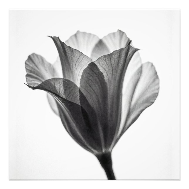Fotografía artística botánica monocroma (Frente)