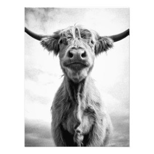 Fotografía artística en estilo mesotinto de vaca