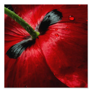 fotografía ascendente cercana de la macro subió