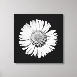 Fotografía botánica de arte floral de margarita bl