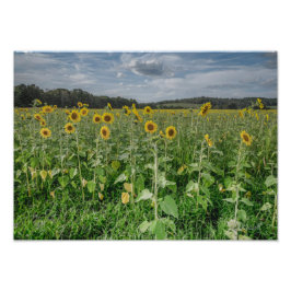 Fotografía "Cielo de Girasoles"