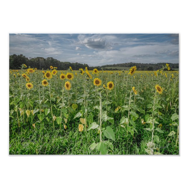 Fotografía "Cielo de Girasoles" (Frente)