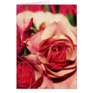 Fotografía color de rosa rosada del Bello Artes