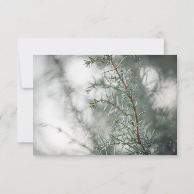Fotografía común de la naturaleza de Juniper (Anverso)
