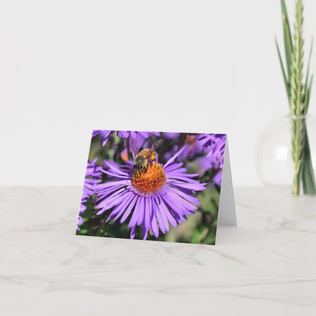 Fotografía de abeja en flor de aster púrpura (Anverso)