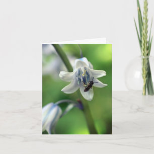 Fotografía de abeja en flor de campanilla azul