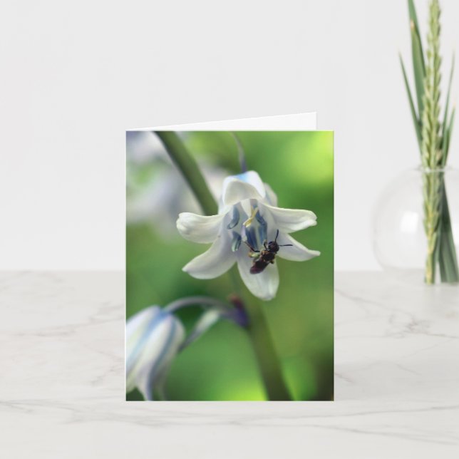Fotografía de abeja en flor de campanilla azul (Anverso)