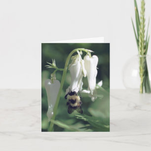 Fotografía de abeja en flor de columbina blanca