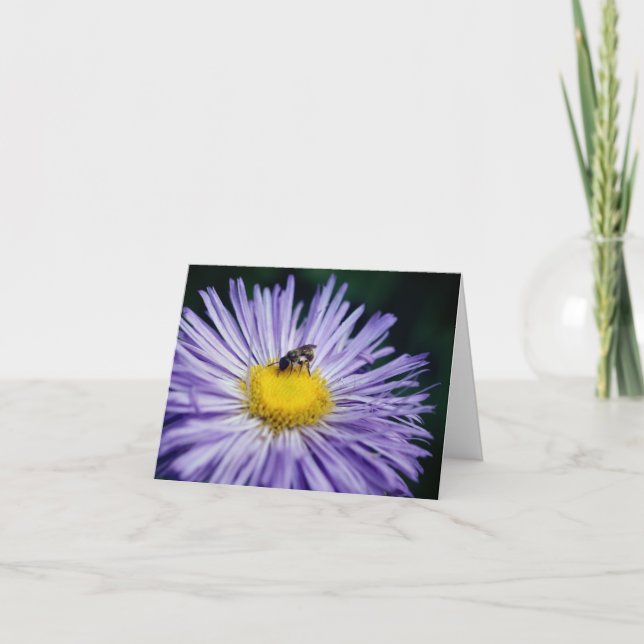 Fotografía de abeja en flor de margarita morada (Anverso)
