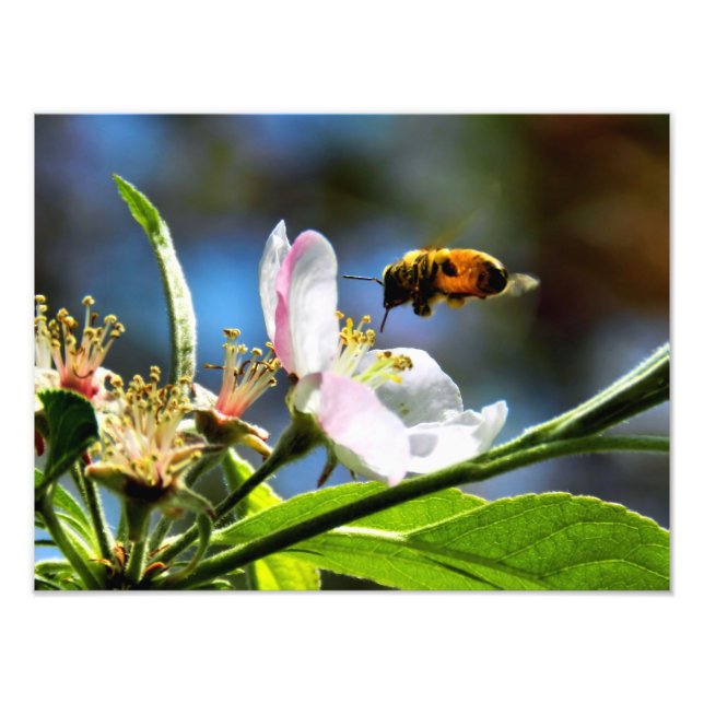 Fotografía de abeja y flor blanca (Frente)