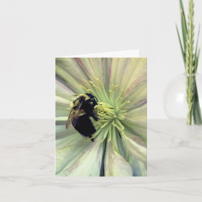 Fotografía de abejorro en flor de clemátide  (Anverso)