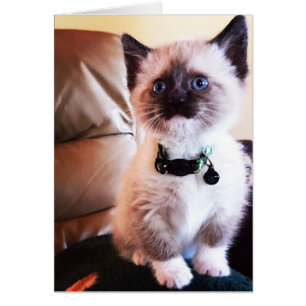 Fotografía de adorable gatito siamés Interior en b
