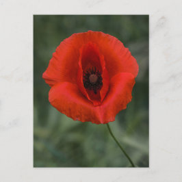 Fotografía de amapola de postal