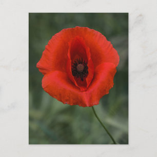 Fotografía de amapola de postal