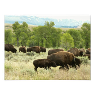 Fotografía de animales de la naturaleza de Wyoming