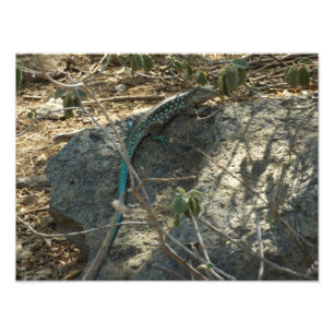 Fotografía de animales tropicales del lagarto cola