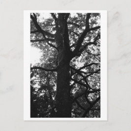 Fotografía de Árboles - Tarjeta Postal Feronia