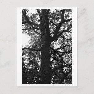Fotografía de Árboles - Tarjeta Postal Feronia