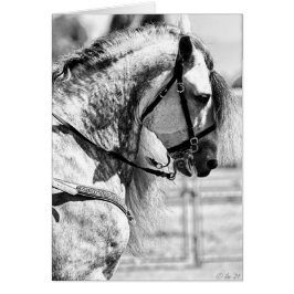 Fotografía de arte blanco y negro en caballos