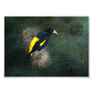 Fotografía de Arte de Pájaros Amarillos y Negros