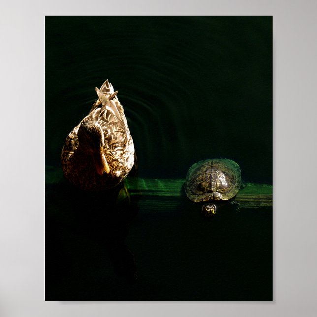 Fotografía de arte de tortuga y pato (Frente)