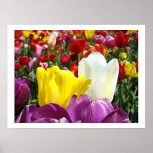 Fotografía de arte floral de tulipanes finos Tulip
