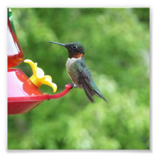 Fotografía de aves de colibrí de garganta rubí
