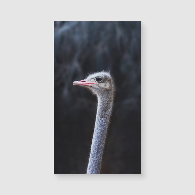 Fotografía de avestruz (Anverso)