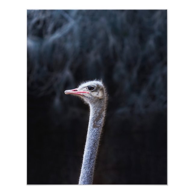 Fotografía de avestruz (Frente)