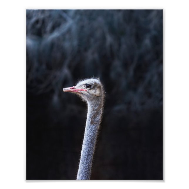 Fotografía de avestruz (Frente)