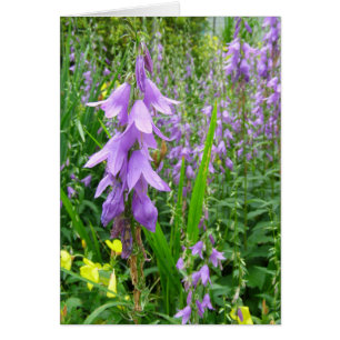 Fotografía de Bellflower de Lavender