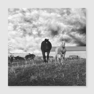 Fotografía de bienvenida de caballos blancos negro