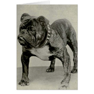 Fotografía de Bulldog inglés vintage
