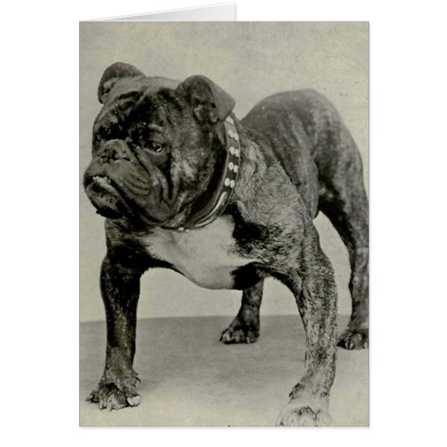 Fotografía de Bulldog inglés vintage (Frente)