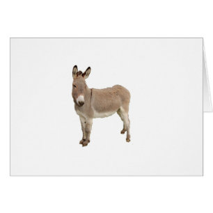 Fotografía de Burro de burro burro burro