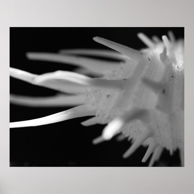 Fotografía de BW con conchas espinosas - Impresión (Frente)