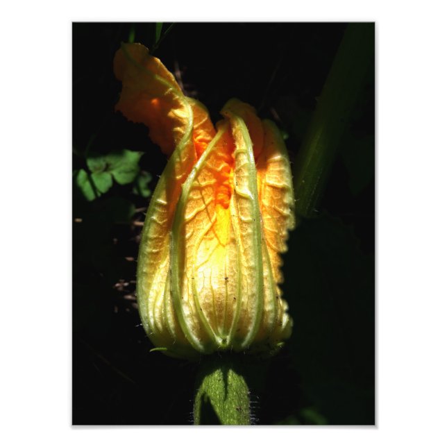 Fotografía de calabaza , Impresión botánica (Frente)