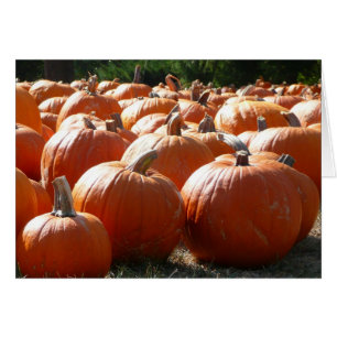 Fotografía de calabazas para Caída, Halloween o Dí