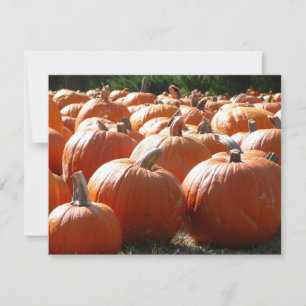 Fotografía de calabazas para Caída, Halloween o Dí