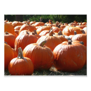 Fotografía de calabazas para Caída, Halloween o Dí