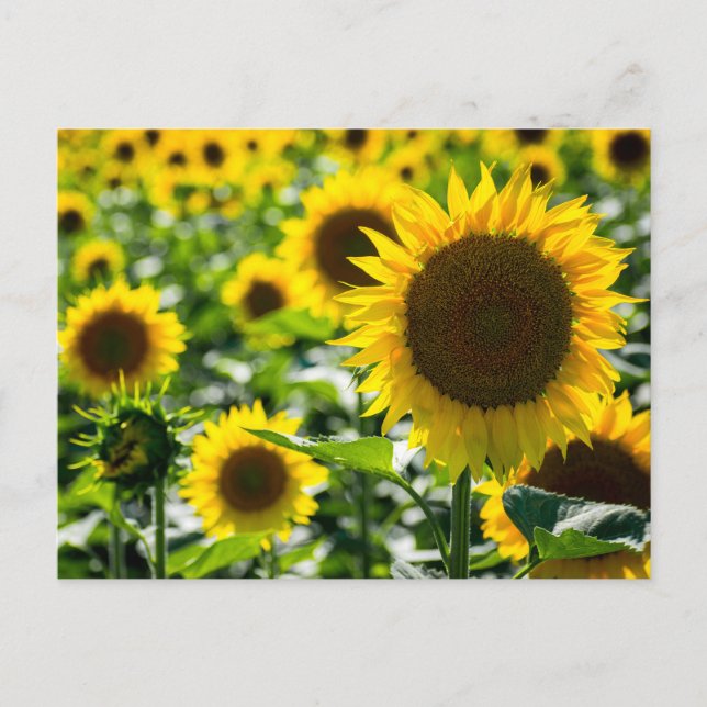 Fotografía de campo de girasoles de postal (Anverso)