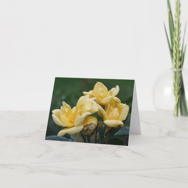 Fotografía de capullos de rosa amarilla (Anverso)