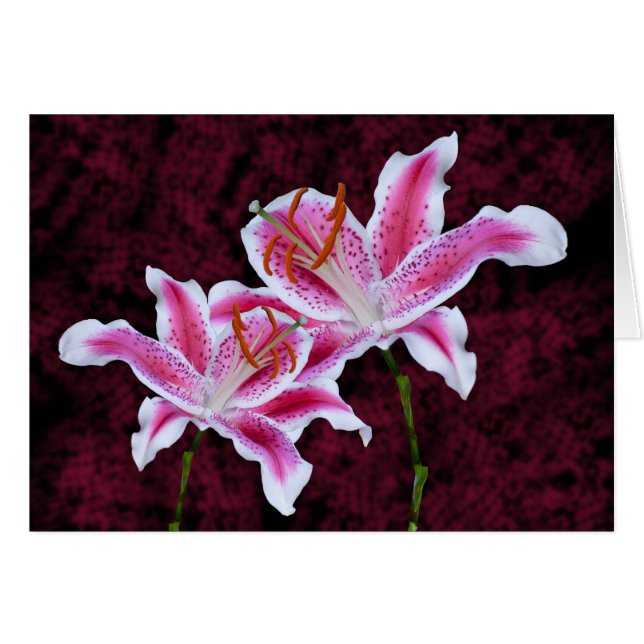 Fotografía de cerca de lirio Stargazer rosa y blan (Anverso (Horizontal))