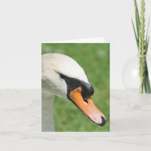 Fotografía De Cisnes De La Naturaleza De Look Of K