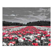 Fotografía de color selectivo Minimalista del camp