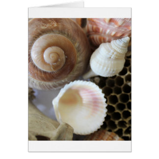 fotografía de conchas marinas