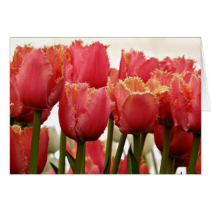 Fotografía de Coral Tulips   Tarjeta de felicitaci