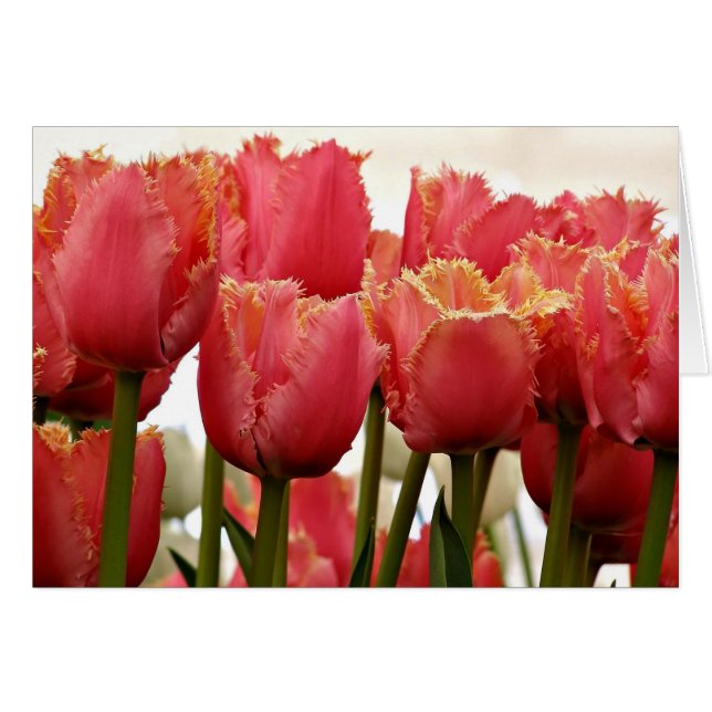 Fotografía de Coral Tulips | Tarjeta de felicitaci (Anverso (Horizontal))