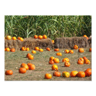 Fotografía de cosecha otoñal de calabazas, maíz y