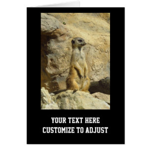 Fotografía de Cute Meerkat